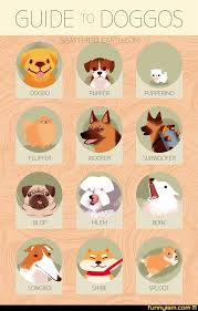 Rare Doggo Chart Funny Pics Funnyism Funny Pictures