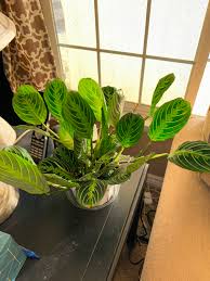 Image result for maranta