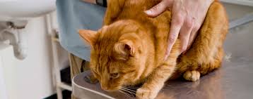 Recognizing the signs that your cat is dying will help you provide the best possible. How To Treat Your Cat For Intestinal Parasites Hartz