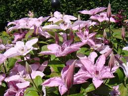 Check spelling or type a new query. Clematis Hegly Hybrid Description Features Care And Reviews