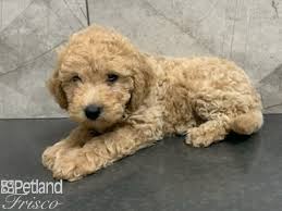 Which is darker apricot or red mini goldendoodle? F1b Mini Goldendoodle Dog Female Apricot 3171533 Petland Frisco Tx