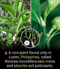 Image result for Rinorea