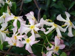 Emerging pink, the evergreen leaves turn clear white, then change to variegated white and emerald green for a beautiful contrast. Jasmine Pink Showers Southern Vine Live Plant Fragrant Flowers Etsy Fragrant Flowers Plants Pink Showers