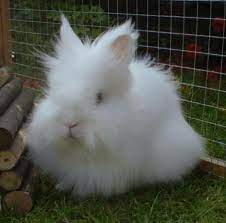 Maybe you would like to learn more about one of these? Animals For White Lionhead Rabbit Lionhead Rabbit Rabbit Pet Rabbit