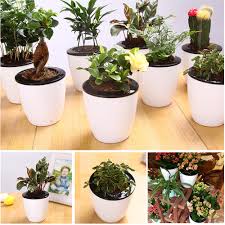 Easily discover & compare the best options for your home Wholesale New Automatic Water Absorbing Flower Pots Creative Multi Meat Plant Hydroponics Potted Large Plastic Flower Pots Buy At The Price Of 1 96 In Aliexpress Com Imall Com