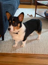 We are located on four lovely acres of woods and green pastures. Customer Comments Nistler S Farm Corgis