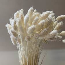 Image result for Phalaris