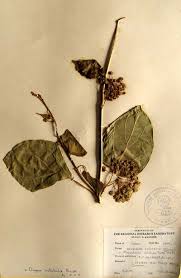 Image result for Marsdenia dregea