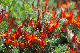 Image result for Lotus berthelotii