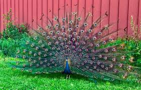 Pin By Aysegul Yoney On Peacocks Animals Bird