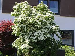 New protected american hybrid, with an abundant flowering of large white flowers of more than 15 cm in the spring. Chinesischer Blumen Hartriegel Cornus Kousa Var Chinensis Baumschule Horstmann