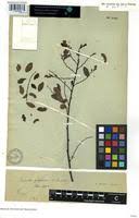 Image result for Phyllanthus polyspermus