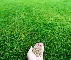 Aerate your lawn before you overseed if you are trying to bring your lawn back to life and want a fuller and healthier turf, you probably already know about overseeding. Overseeding Lawn Services In Omaha Nature S Helper