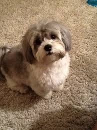 Shih Poo Love The Face Trim Shih Poo Shih Tzu Shih Tzu Puppy