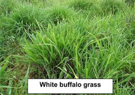 Image result for Anthephora pubescens