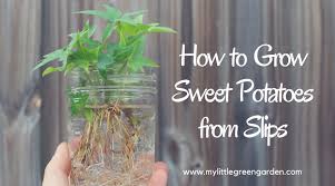 Make holes 6 inches deep and 12. How To Grow Sweet Potatoes From Slips My Little Green Garden