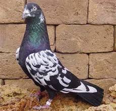 Baska Tumbler Pigeon Poylia Pthna Peristeria