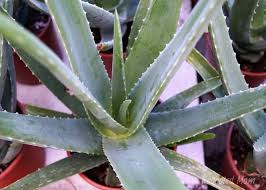 And by extracting fresh aloe vera gel from your houseplant, you can make it last anywhere from ten days to three years depending on how you choose to preserve it. How To Make Aloe Vera Gel From Fresh Aloe Rebooted Mom
