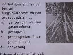 Filter pemasok alibaba.com menawarkan 1632 produk fungsi kalsium hidroksida. Fungsi Akar Pada Tumbuhan Tersebut Adalah Brainly Co Id