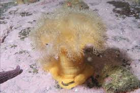 Image result for Aneilema arenicola