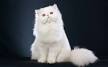 Things to Consider Before Buying a Persian Cat | PetHelpful