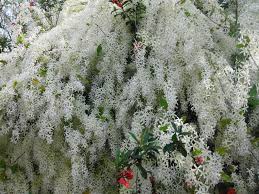 Image result for Petrea volubilis