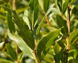 Check spelling or type a new query. Un Laurier Tres Noble Gamm Vert