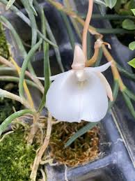 Image result for Angraecum sacciferum