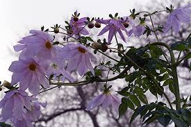 Image result for Dahlia excelsa