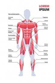 Muscles that make up the arm include; Human Muscles Images Free Vectors Stock Photos Psd