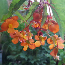 Image result for Begonia sutherlandii