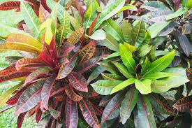 Image result for Croton