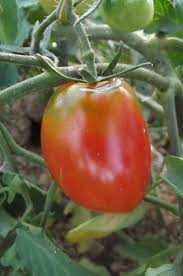 The plants produce rather sparse foliage which allows the fruit to ripen easily in full sun. Graines De Tomate Amish Paste Nt Graines De Tomates
