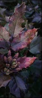 To find out about the plus floral pattern cover up at shein in, part of our latestplus size cover ups ready to shop online today! 270 Chocolate Plum Color Mix Ideas In 2021 Plum Color Plum Color