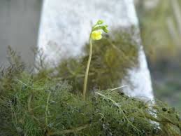 Image result for Utricularia stellaris