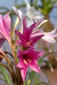 Image result for Crinum paludosum