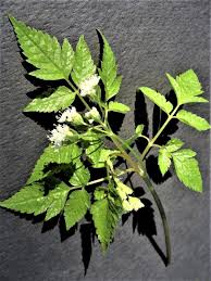 Image result for Anisotes