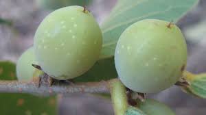 Image result for Bridelia mollis