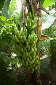 Le Gosier Guadeloupe Caribbean Art My Island Orchard Tree