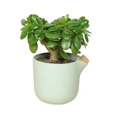 We did not find results for: Designerbox