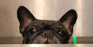 Care keeping your pet healthy. Cottage Pet Hospital Compassionate Veterinarian Services Orange County