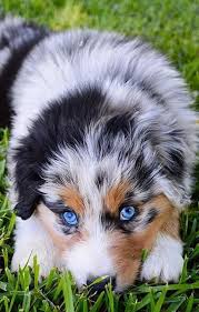 I created this blog to bring australian shepherd lovers together and to provide accurate information on the breed. Australian Shepherd Puppies Dog Breeds Aussie Puppies