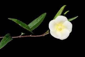 Image result for Hibiscus aethiopicus