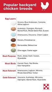 The eggs from the rhode island red chicken are small and shiny brown. Chickens That Lay Colored Eggs Purina Animal Nutrition