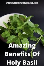 Amazing Benefits Of Holy Basil You Must Know Women Community Online In 2020 Holy Basil Holy Basil Benefits Benefits Of Basil
