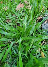 Image result for Paspalum conjugatum