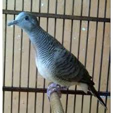 Semoga bisa lestari perkutut di alam liar. Jual Perkutut Bangkok Murah Shopee Indonesia