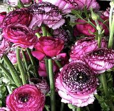 Image result for Ranunculus stagnalis