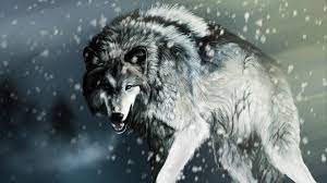 75 cool wolf backgrounds images in full hd, 2k and 4k sizes. Unique Wolf Wallpapers Top Free Unique Wolf Backgrounds Wallpaperaccess