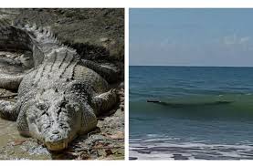 Check spelling or type a new query. 5 Hewan Eksotis Yang Membunuh Pemiliknya Salah Satunya Ada Di Indonesia Hitekno Com